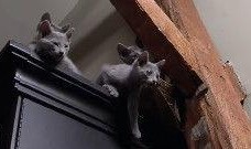 萌宠视频最近爆料大全下载,可爱瞬间尽收眼底