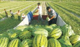 各种网红吃瓜事件图片,盘点那些引发热议的瞬间