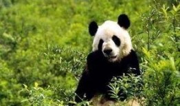 西安大熊猫爆料事件视频,揭秘萌宝幕后趣事